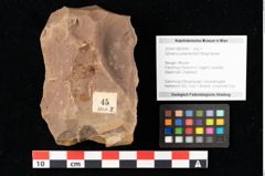Foto (Objekt + Etikett) von Sphaeria palaeolentisti Ettingshausen (NHMW-GEO-2024-0188-0045)
